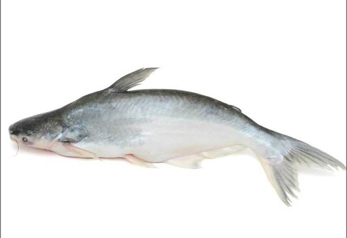 Basa fish nutrition facts