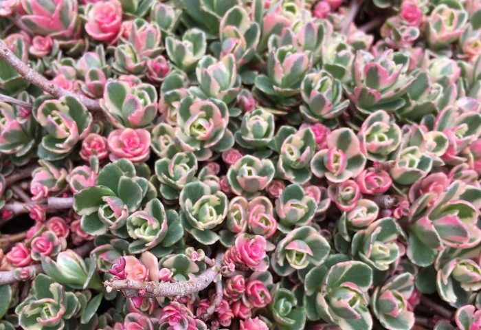 Succulent succulents flowering