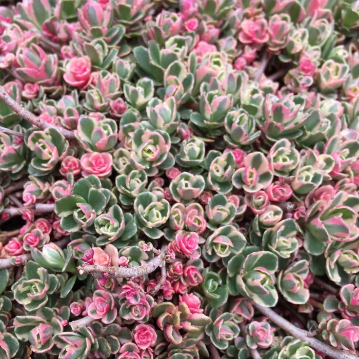 Succulent succulents flowering