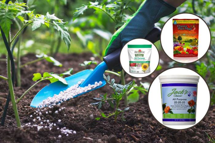 Best plant fertilizer for flowers