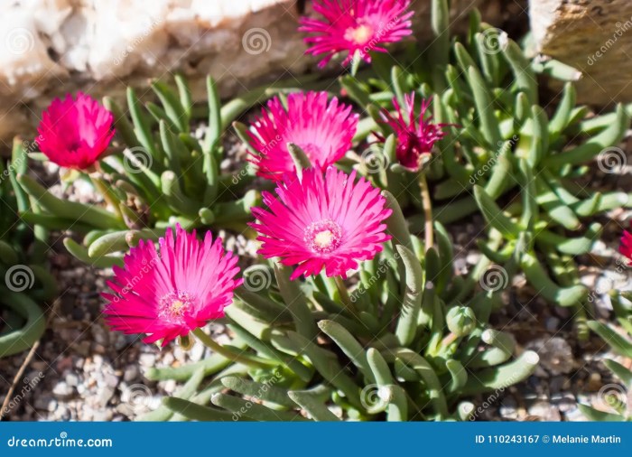 Succulent plant with pink flowers