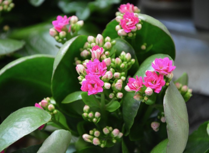 Succulent plant with pink flowers