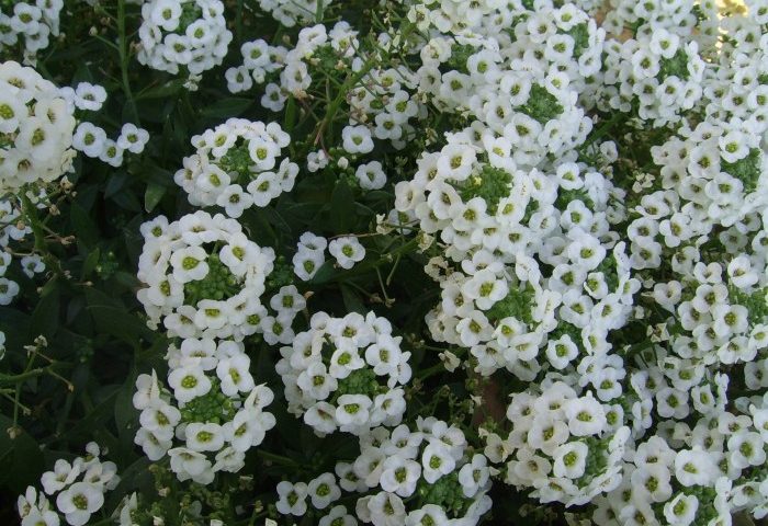 Plant with tiny white flowers