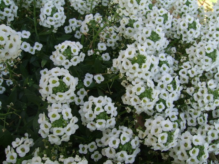 Plant with tiny white flowers