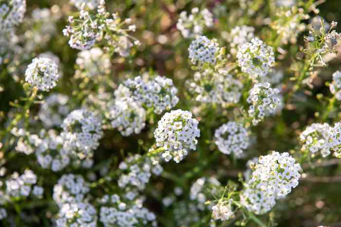 Plant with tiny white flowers